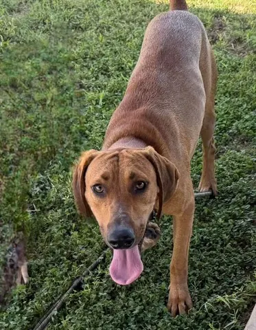 Sampson