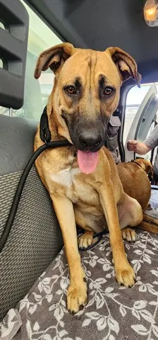 Delilah