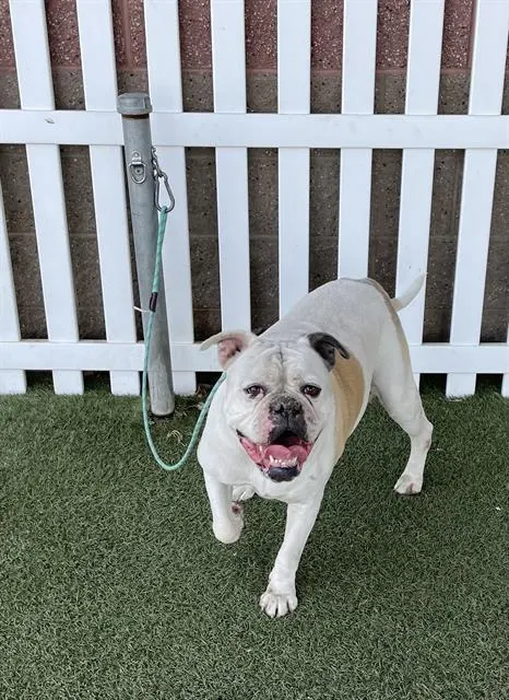 Adoptable Dog