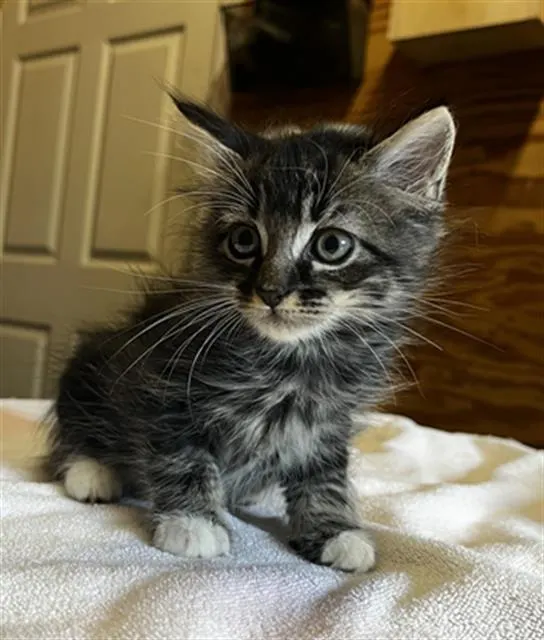 Thor