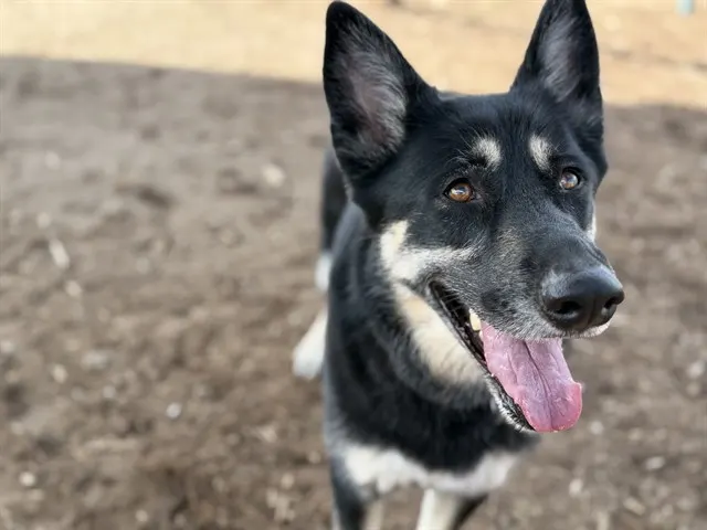 Mika