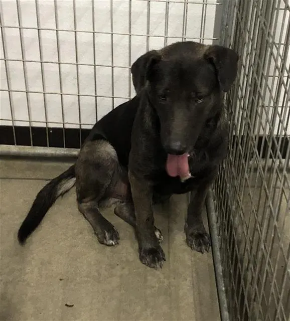 Adoptable Dog