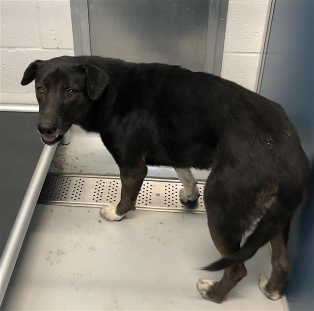 Adoptable Dog