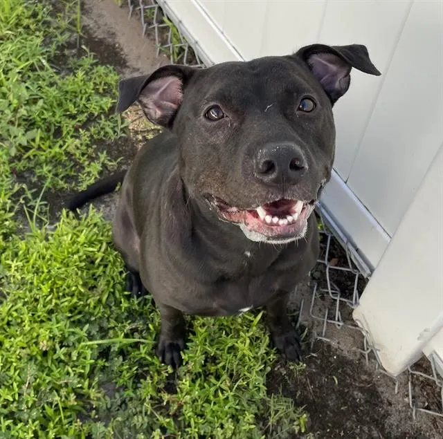 Nala