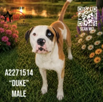 Duke