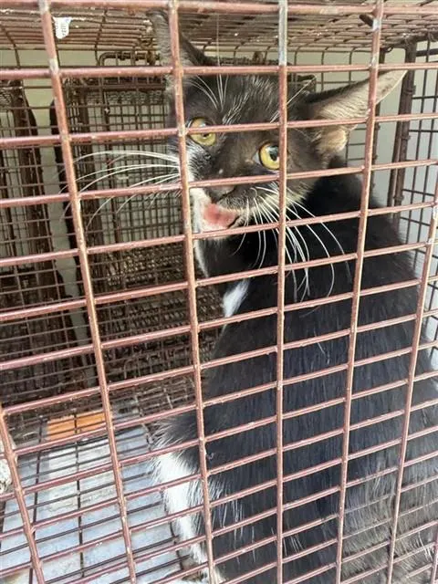Adoptable Cat
