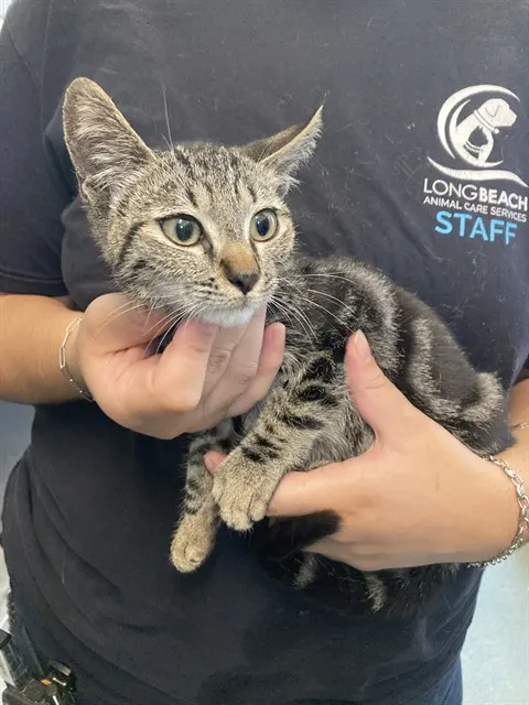 Adoptable Cat