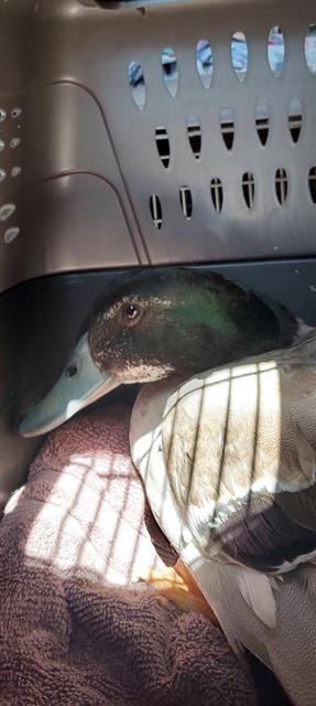 Duck Norris