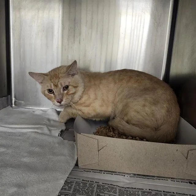 Adoptable Cat