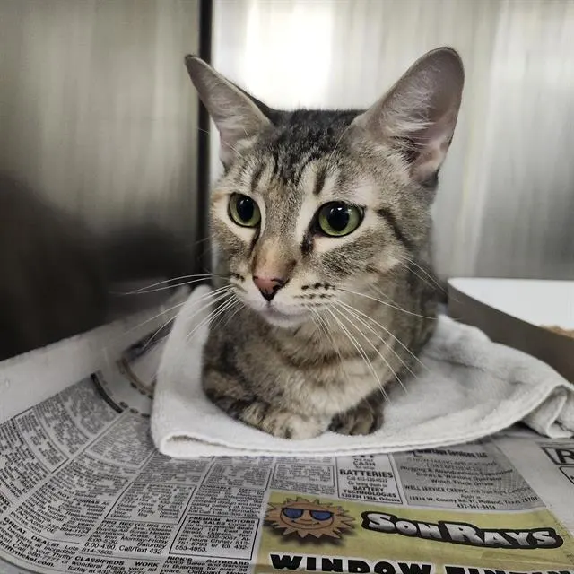 Adoptable Cat