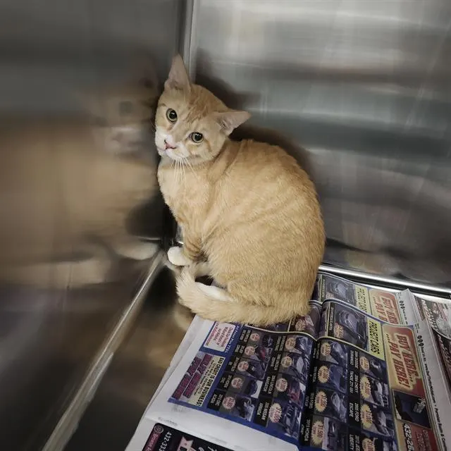 Adoptable Cat