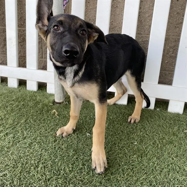 Adoptable Dog