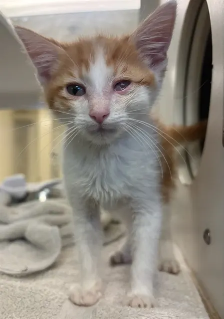 Peanut