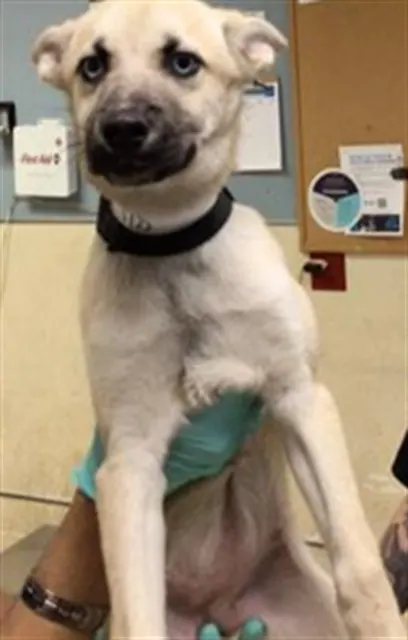 Adoptable Dog