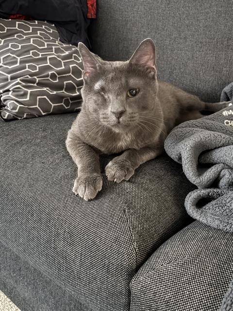 Apollo