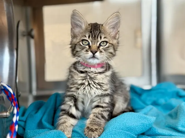 *Jet