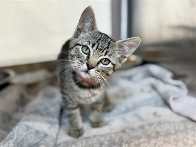 *Fran