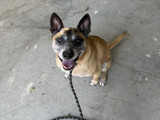 Ringo