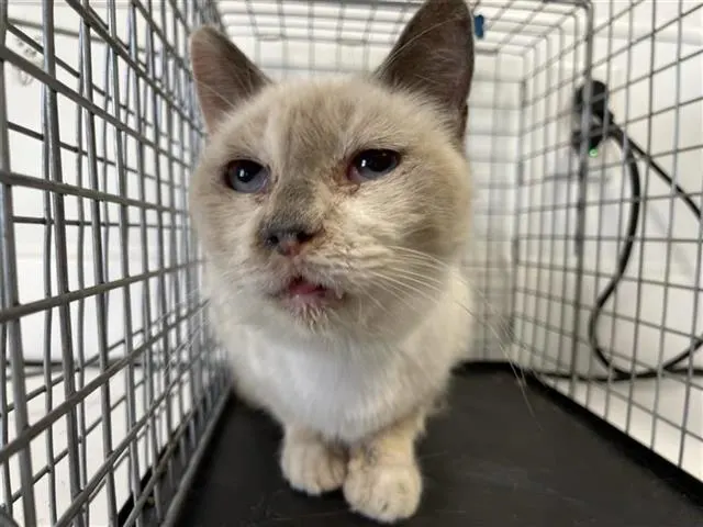 Adoptable Cat