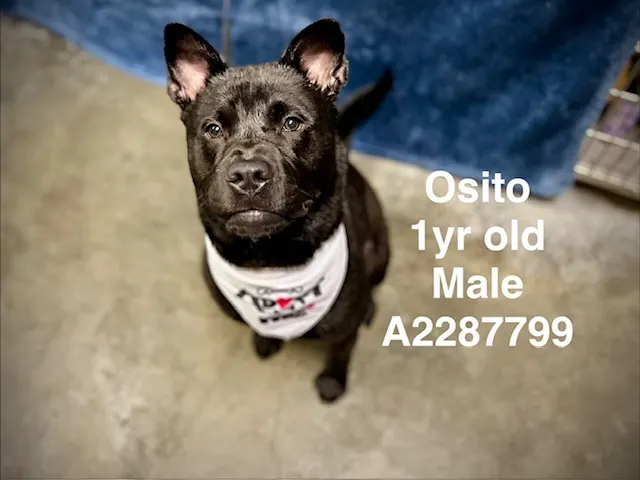 Osito