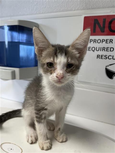 Adoptable Cat