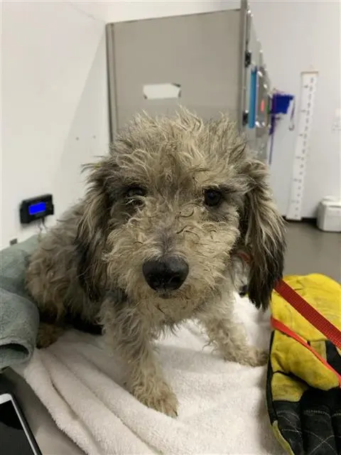 Adoptable Dog