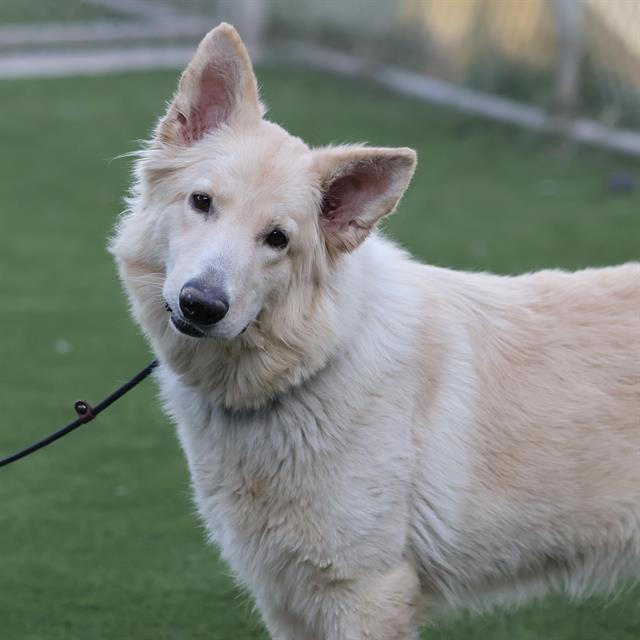*Lassie