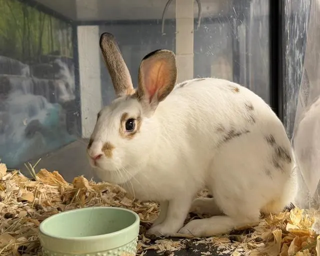 Adoptable Other