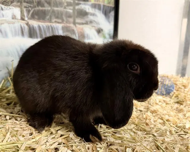 Cutie