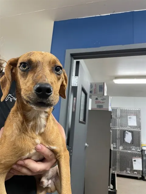 Adoptable Dog