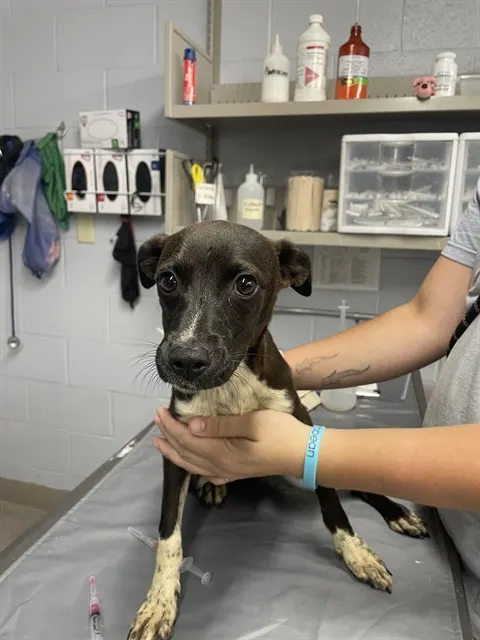 Adoptable Dog