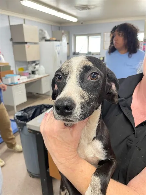 Adoptable Dog