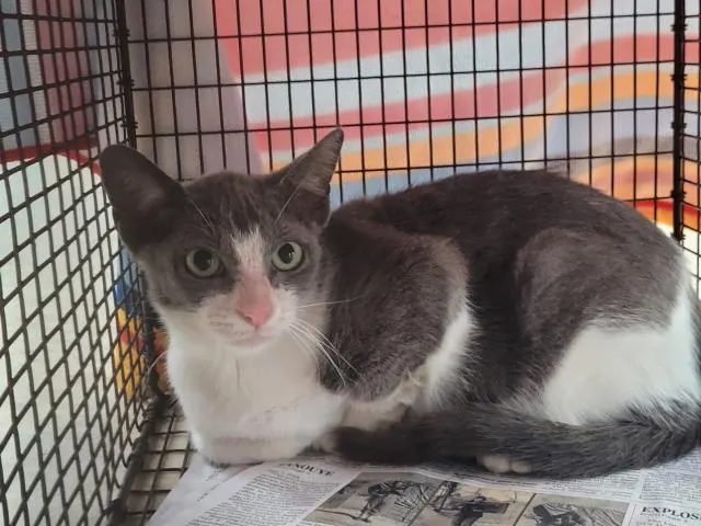 Adoptable Cat