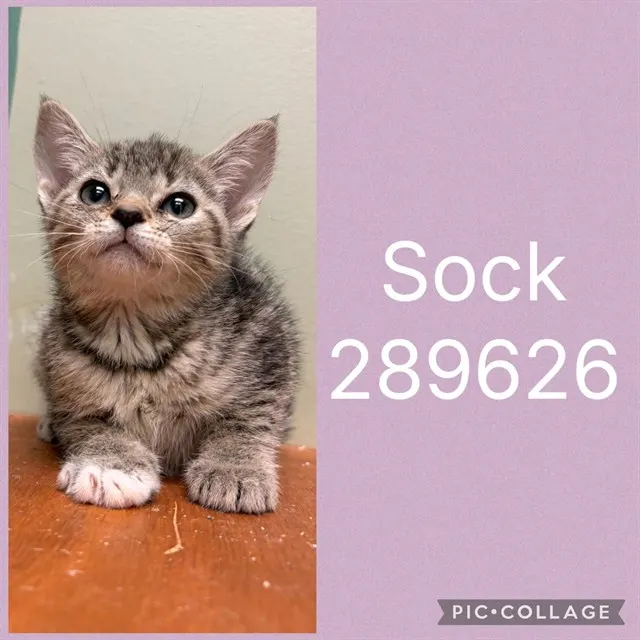 Sock