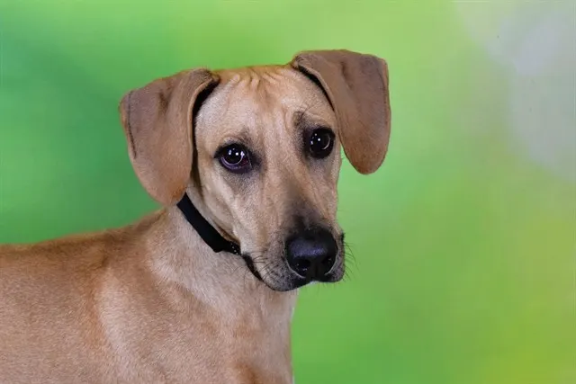 Ralphie