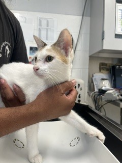 Adoptable Cat