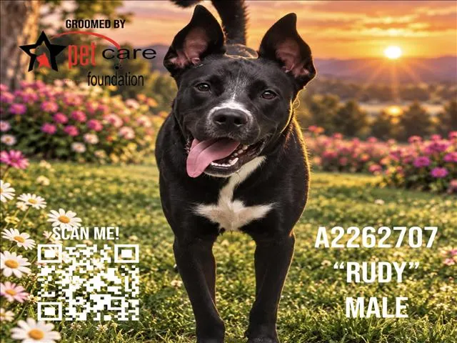 Rudy