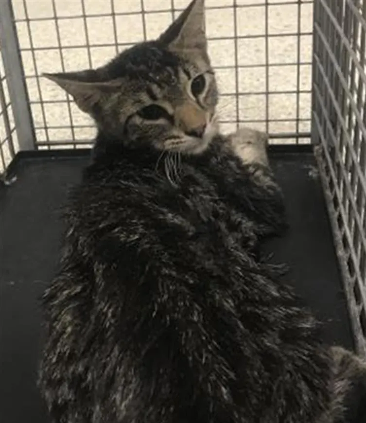 Adoptable Cat