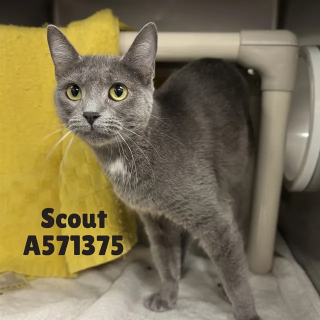 Scout