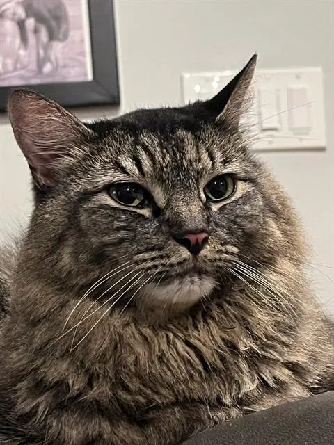 Sergeant