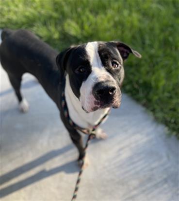 Roscoe