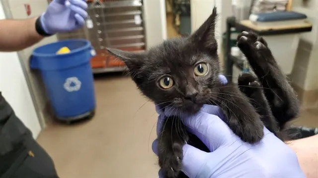 *Kahlua