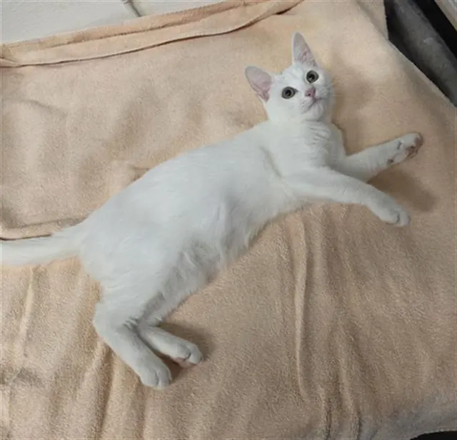 Lumi
