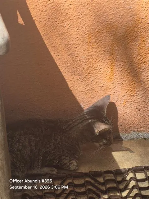 Bella