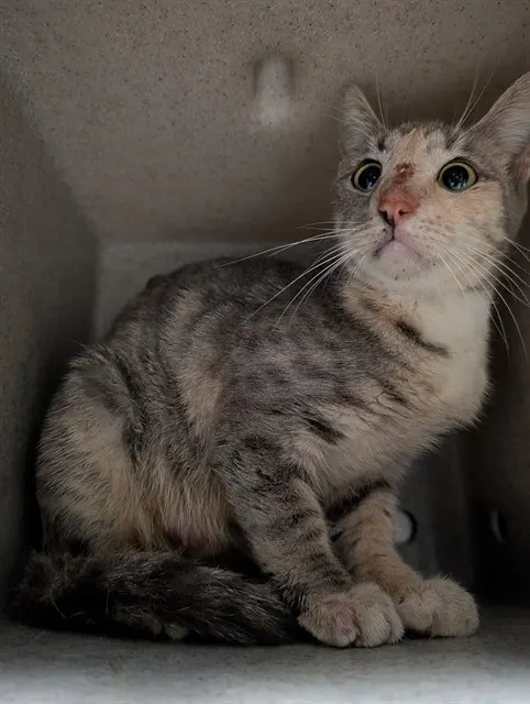 Adoptable Cat