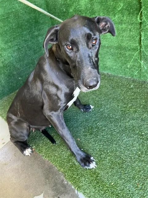 Kanga