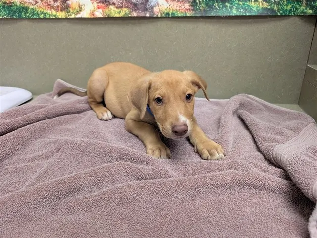 Adoptable Dog