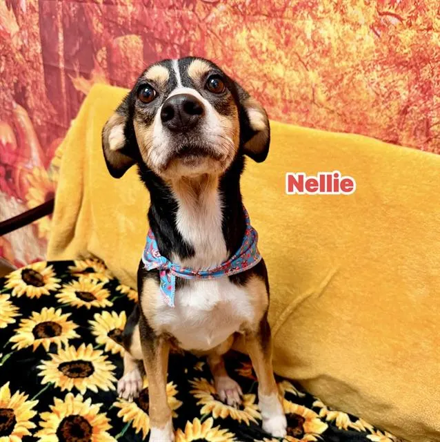 Nellie