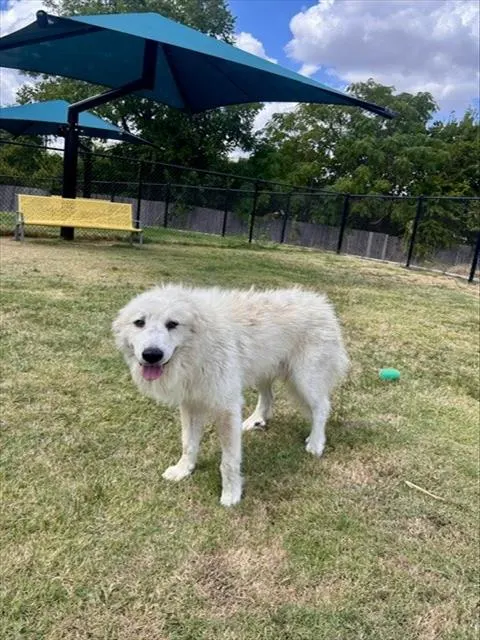 Polar