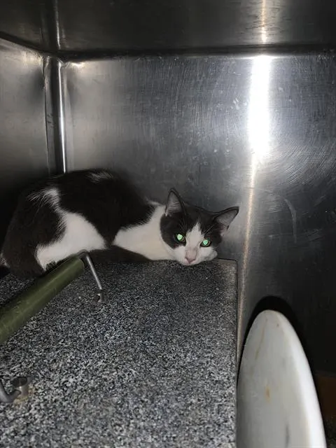 Adoptable Cat